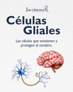 Los gliomas se originan en las células gliales, que forman parte del soporte del cerebro.
Cuando su crecimiento es anormal, pueden afectar funciones neurológicas y requieren un abordaje médico especializado.
Un diagnóstico oportuno permite definir el mejor tratamiento y mejorar el pronóstico.
📲 33 3113 2125
📍 Guadalajara, Jalisco.